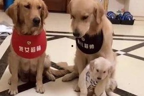 娱乐吃瓜酱送小狗视频大全